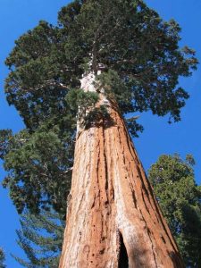 Найвище дерево в світі: рекорди, особливості та вражаючі фото